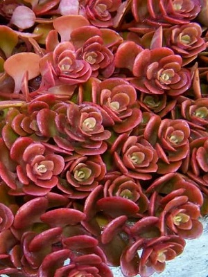 SEDUM tetractinum Coral Reef